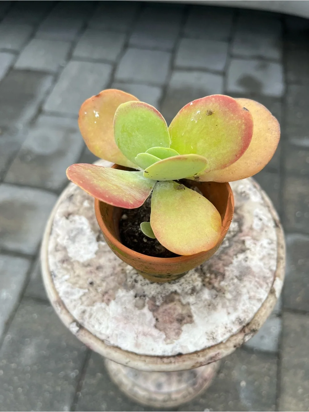 Flap Jack Potted Succulent
